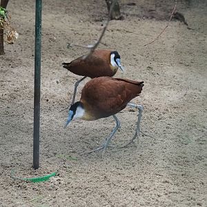 African jacanas (Actophilornis africanus), 2024-05-22