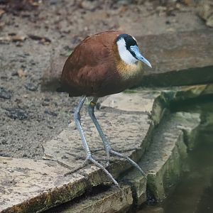African jacana (Actophilornis africanus), 2024-05-22