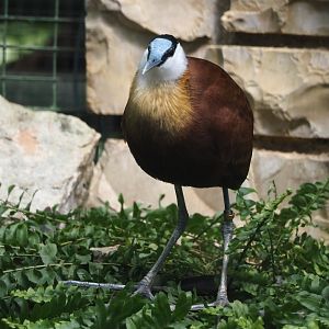 African jacana (Actophilornis africanus), 2024-05-23
