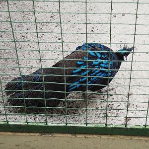 Palawan peacock-pheasant (Polyplectron napoleonis), 2024-05-22