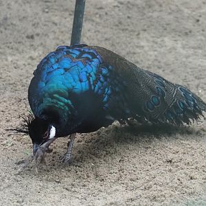 Palawan peacock-pheasant (Polyplectron napoleonis), 2024-05-22