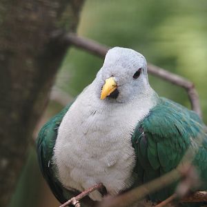 Black-chinned fruit-dove (Ramphiculus leclancheri), 2024-05-23