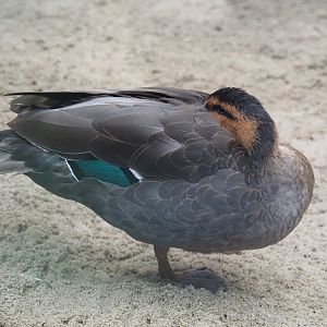 Philippine duck (Anas luzonica), 2024-05-22