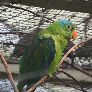 Blue-naped parrot (Tanygnathus lucionensis), 2024-05-22