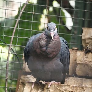 Philippine metallic pigeon (Columba vitiensis griseogularis), 2024-05-23
