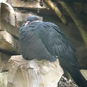 Philippine metallic pigeon (Columba vitiensis griseogularis), 2024-05-23