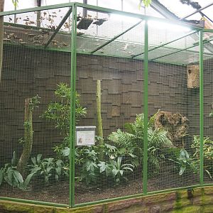 Philippine scops-owl aviary, 2024-05-22