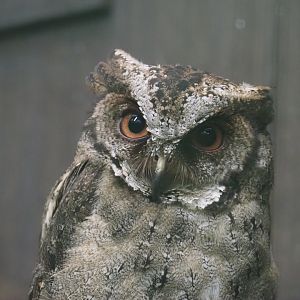 Philippine scops-owl (Otus megalotis), 2024-05-22