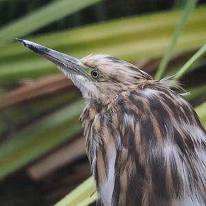 Madagascar pond heron (Ardeola idae), 2024-05-22