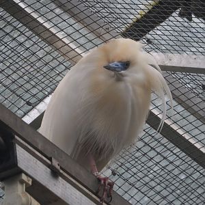 Madagascar pond heron (Ardeola idae), 2024-05-22