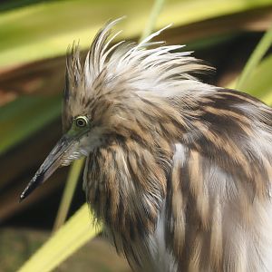 Madagascar pond heron (Ardeola idae), 2024-05-23