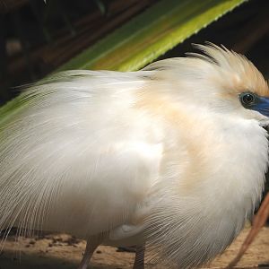 Madagascar pond heron (Ardeola idae), 2024-05-23