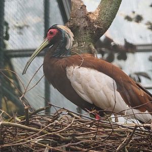 Western Madagascar crested ibis (Lophotibis cristata urschi), 2024-05-22