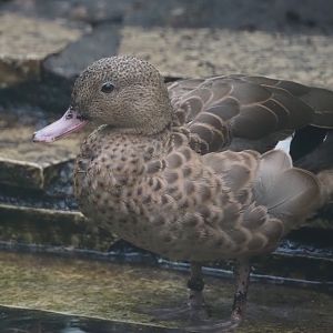 Bernier`s teal (Anas bernieri), 2024-05-22