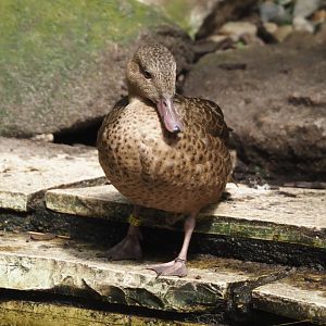 Bernier`s teal (Anas bernieri), 2024-05-23