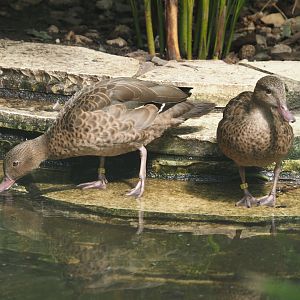 Bernier`s teals (Anas bernieri), 2024-05-23