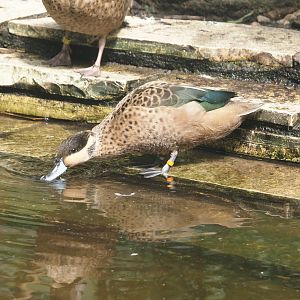 Blue-billed teal (Spatula hottentota), 2024-05-23