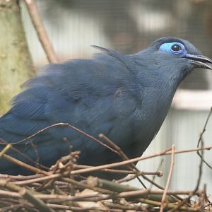 Blue coua (Coua caerulea), 2024-05-23