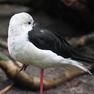 Black-winged stilt (Himantopus himantopus), 2024-05-22