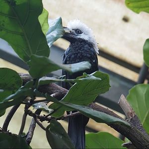 Western long-tailed hornbill (Horizocerus albocristatus albocristatus), 2024-05-22