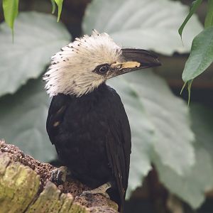 Western long-tailed hornbill (Horizocerus albocristatus albocristatus), 2024-05-23