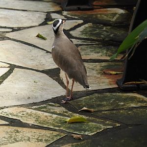 Crowned lapwing (Vanellus coronatus), 2024-05-23