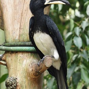 West African pied hornbill (Lophoceros semifasciatus), 2024-05-23