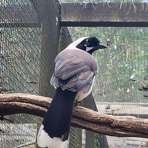 Cayenne Jay (Cyanocorax cayanus) - Walsrode May 2024