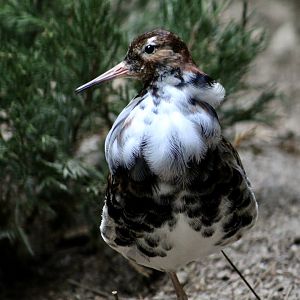 Ruff (Calidris pugnax) male