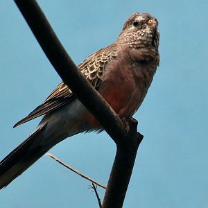 Bourke's Parrot (Neopsephotus bourkii)