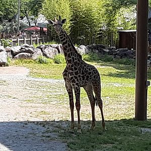 "Enzi" the Masai Giraffe