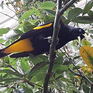 Yellow-Rumped Cacique