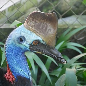 Southern Cassowary (Casuarius casuarius)