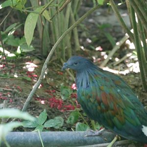 Nicobar Pigeon (Caloenas nicobarica)