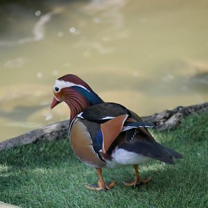 Mandarin Duck (Aix galericulata)