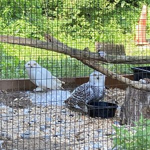 Snowy Owls