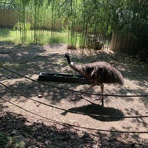 Emu