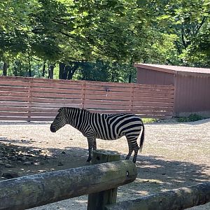 Grant’s Zebra