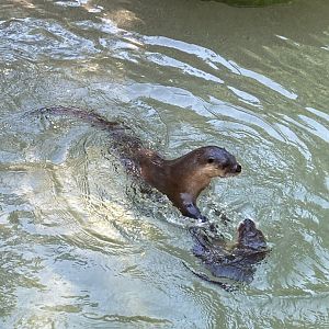 North American River Otters