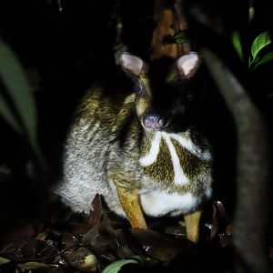 Lesser(?) mouse deer
