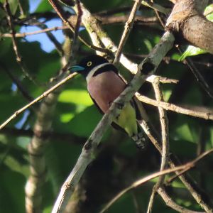 Black-and-yellow broadbill (Eurylaimus ochromalus)