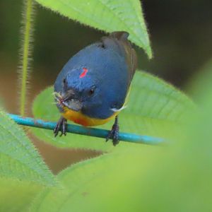 Yellow-rumped flowerpecker (Prionochilus xanthopygius)