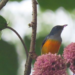 Orange-bellied flowerpecker (Dicaeum trigonostigma)