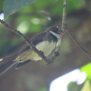 Malaysian pied fantail (Rhipidura javanica)