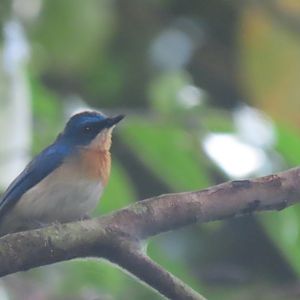 Bornean blue flycatcher (Cyornis superbus)