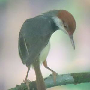 Rufous-tailed tailorbird (Orthotomus sericeus)