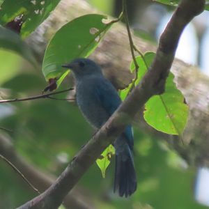 Pale blue flycatcher(?)
