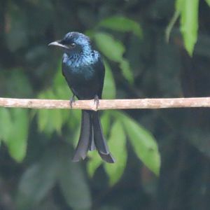 Bronzed drongo (Dicrurus aeneus)