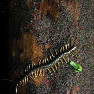 Centipede