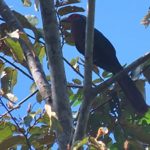 Chestnut-bellied malkoha (Phaenicophaeus sumatranus)